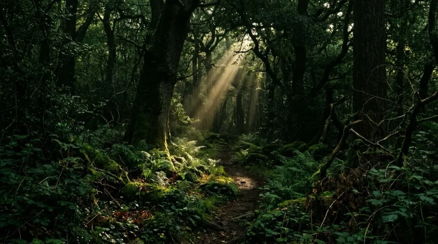 Forêt dense et mystique sous-bois