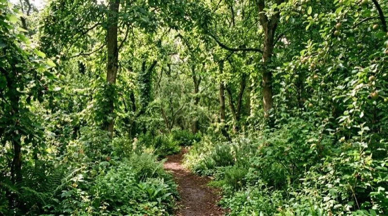 Verger en permaculture avec arbres fruitiers