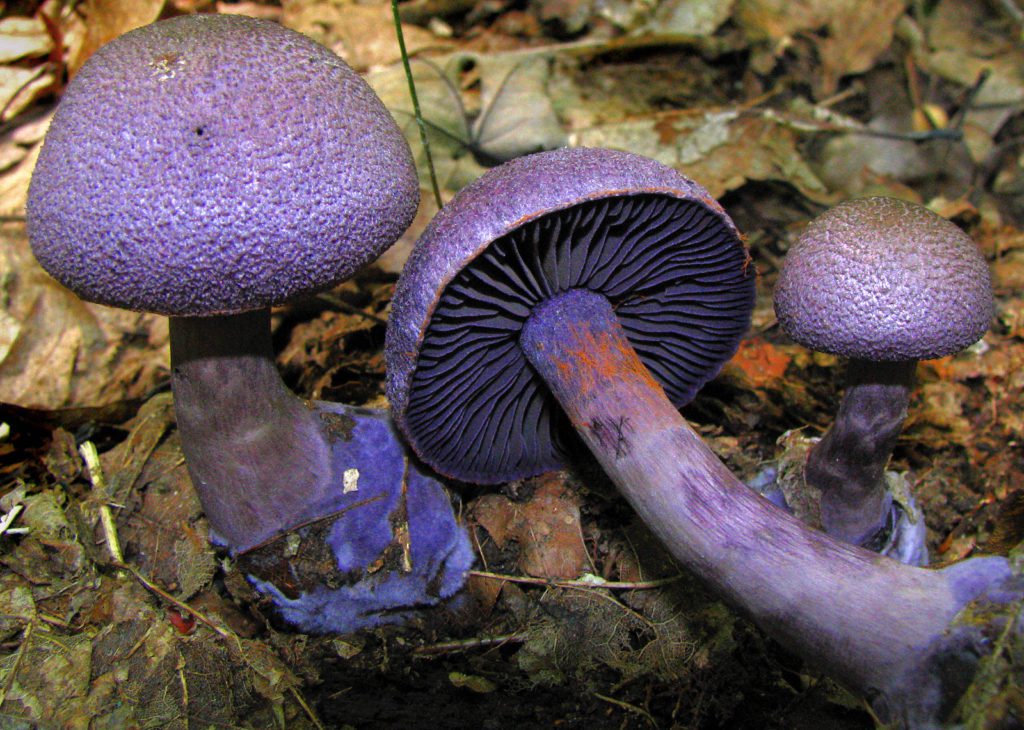 Confusion avec le champignon pied-bleu, le cortinaire violet.
