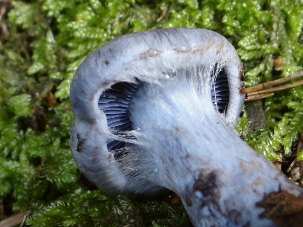 Confusions avec le champignon pied-bleu