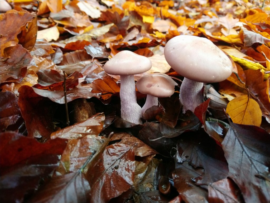 Photos de pied-bleus dans leur environnement