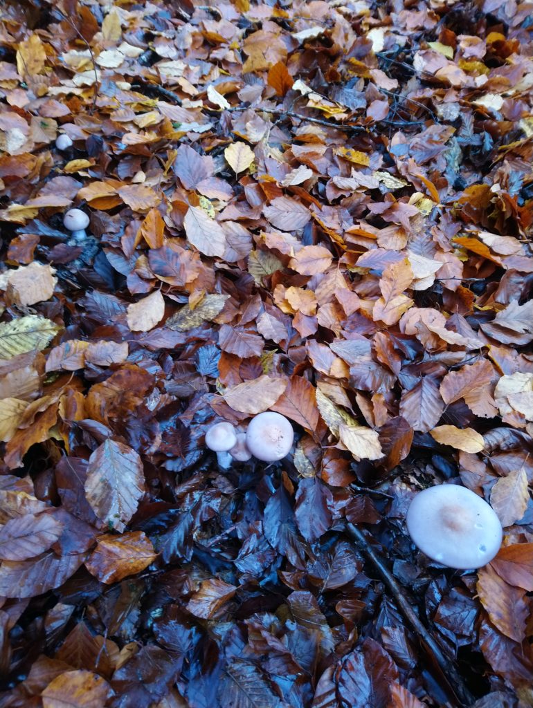 Reconnaître et cuisiner le pied-bleu, ce champignon d'automne.