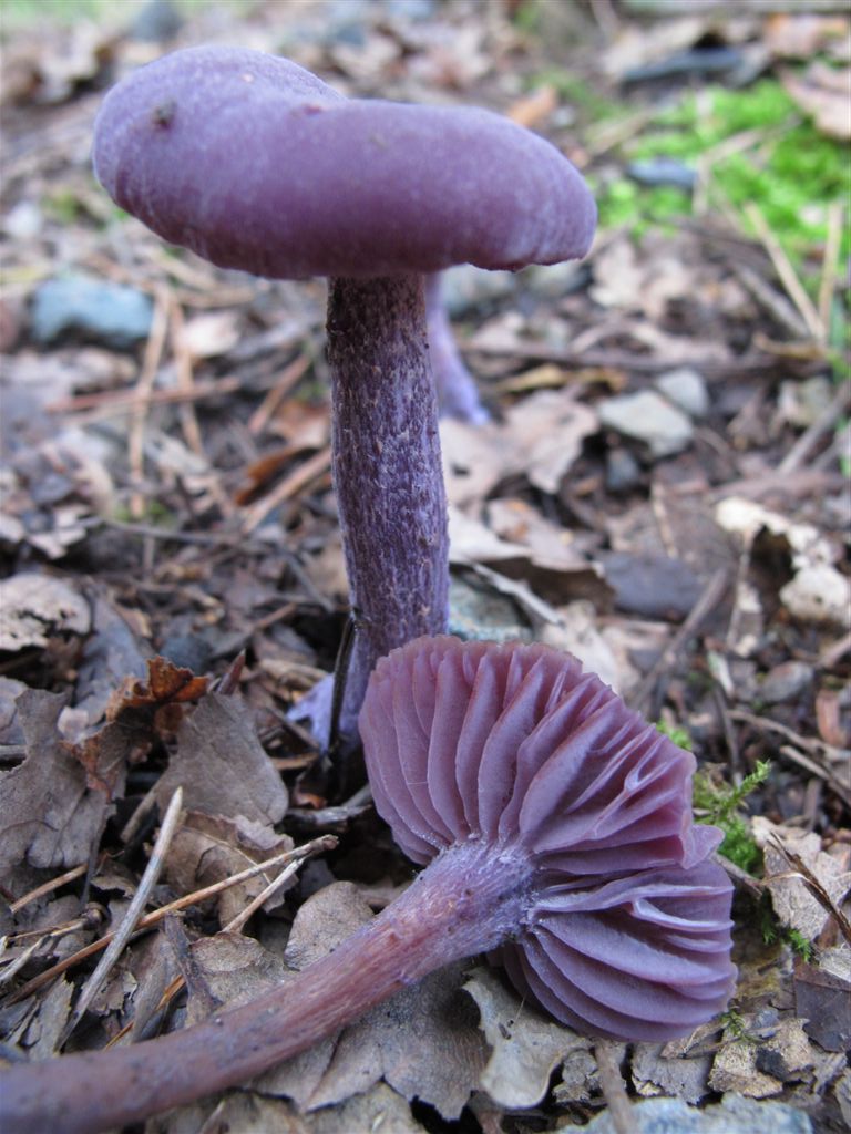 Confusion pour reconnaître et cuisiner le champignon pied-bleu.