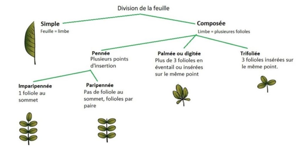 Sens Des Feuilles 4 Lettres trefleetpissenlit.com