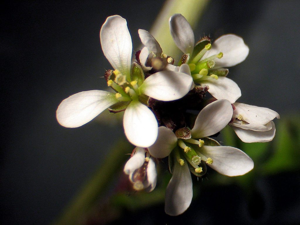 Reconnaître la cardamine hirsute pour la cuisiner.