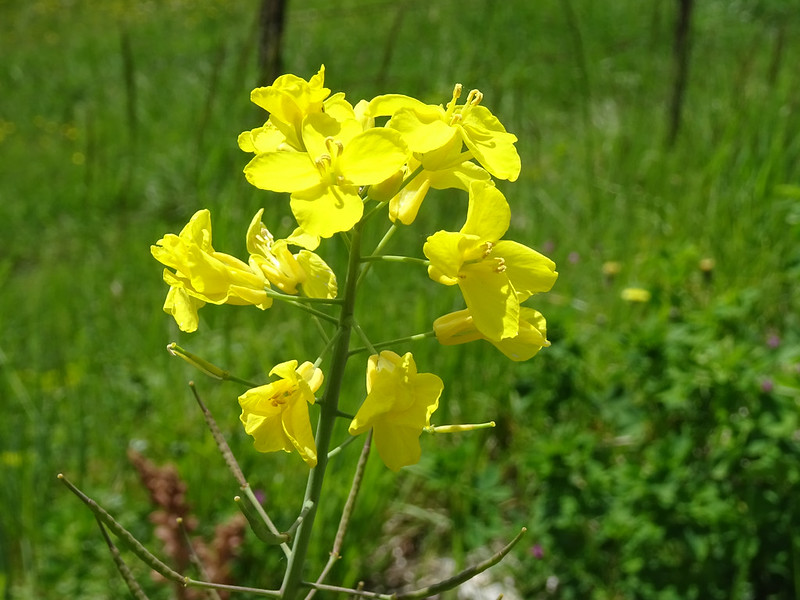 Reconnaître la cardamine hirsute facilement