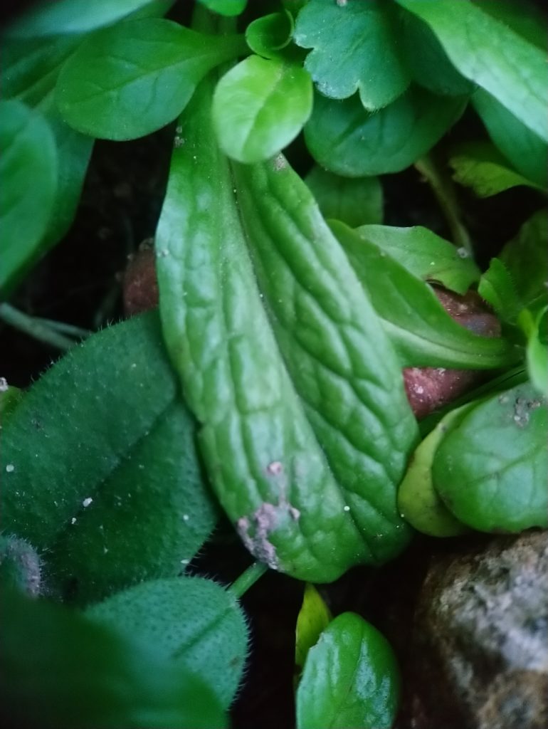 Reconnaître les feuilles de mâche pour les cuisiner