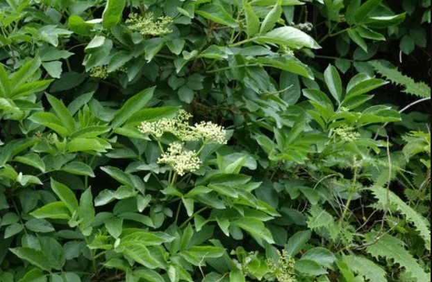 Branche du sureau noir à fleurs sauvages comestibles