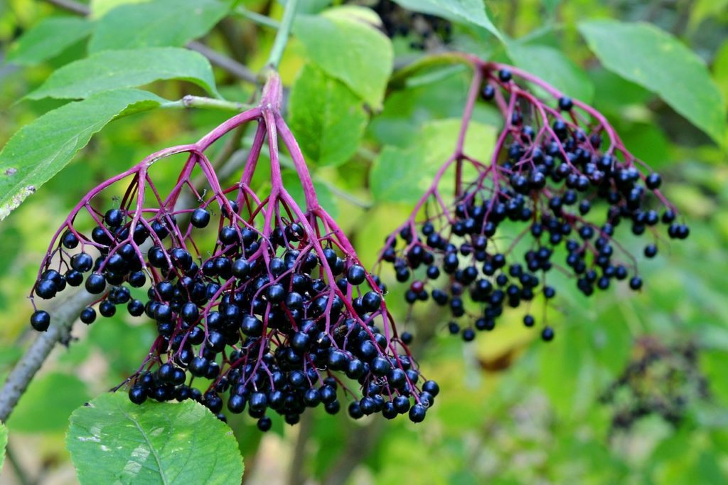 Fruits du sureau noir