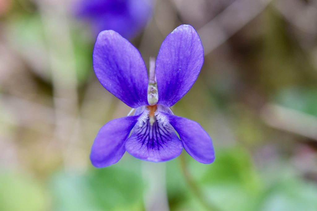 Fleurs sauvages comestibles de violette odorante