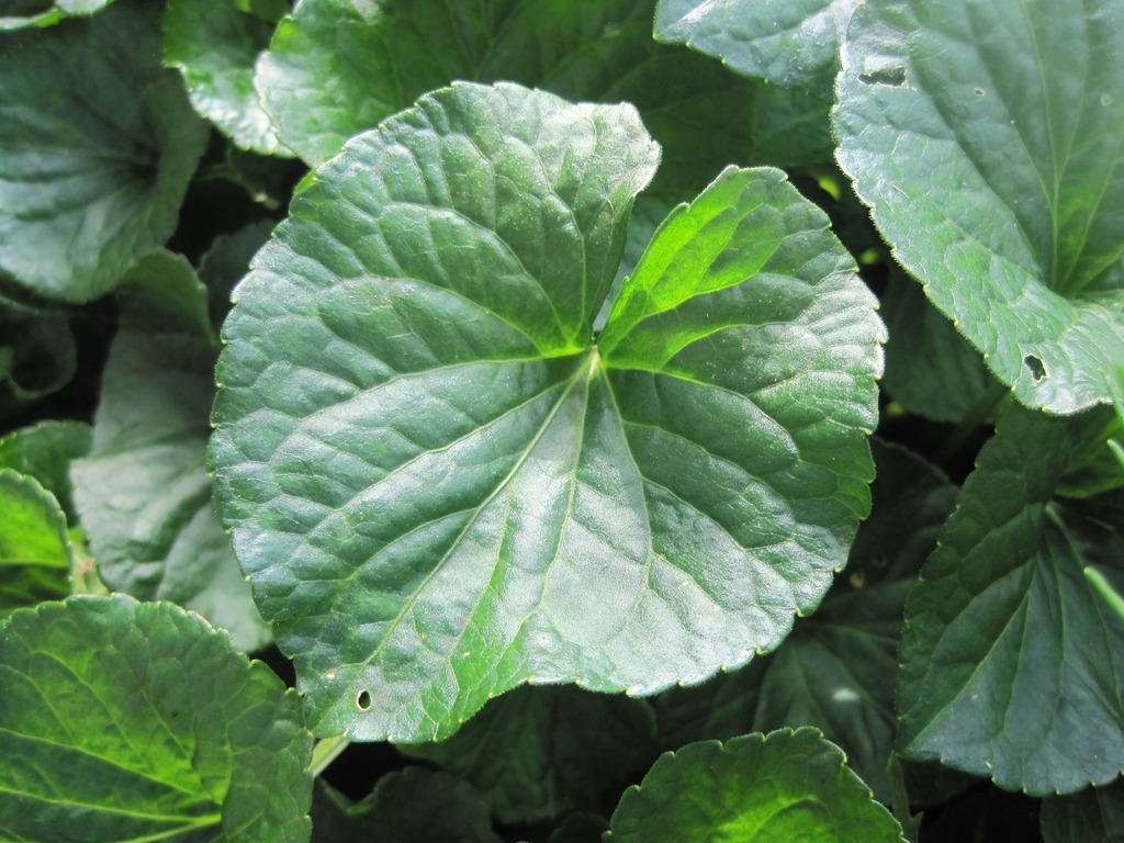 Feuilles de violette odorante