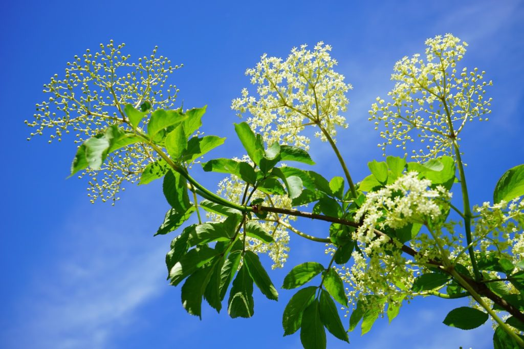 Fleurs sauvages comestibles