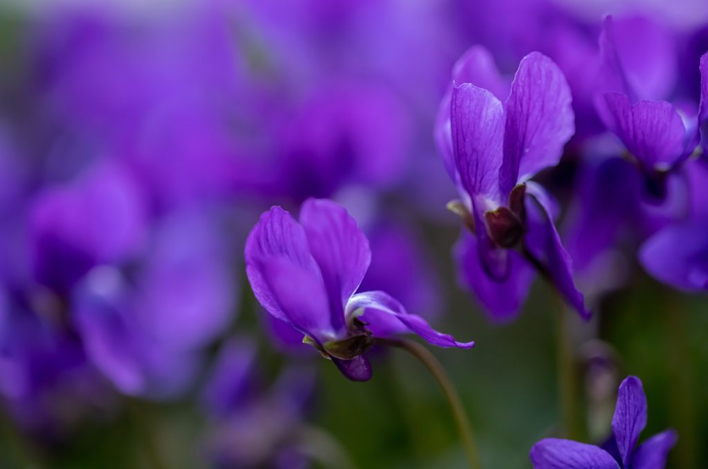 Fleurs de violette