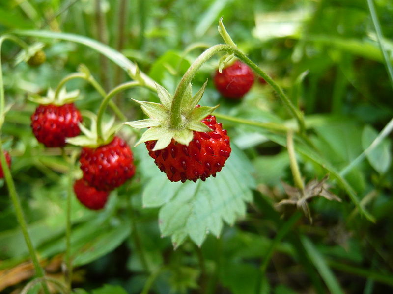 Fruits du fraisier des bois