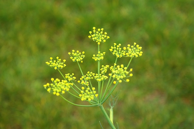 Fleur de fenouil sauvage